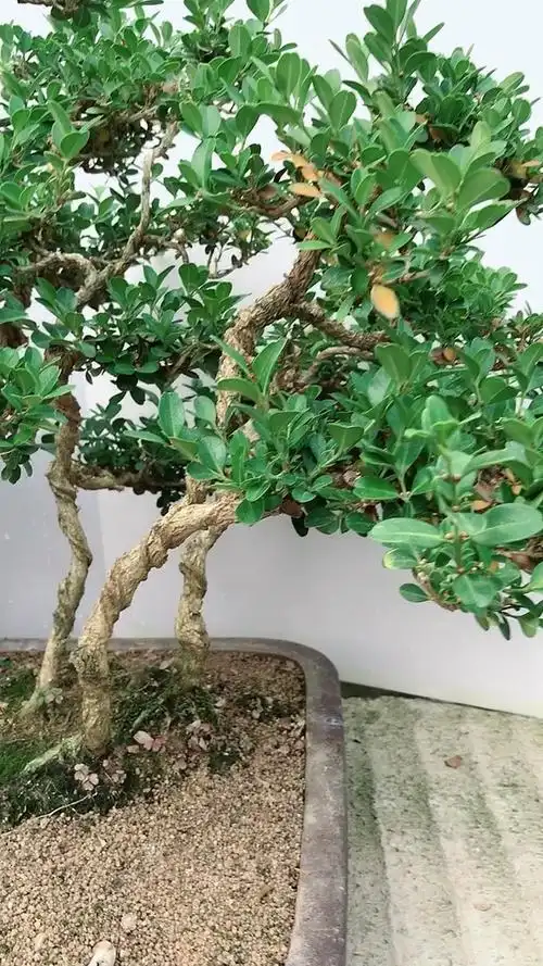 过桥连体造型瓜子黄杨木盆景越养越值钱