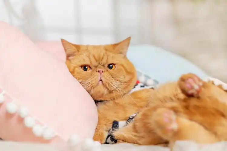 加菲猫~胖一点才可爱呀