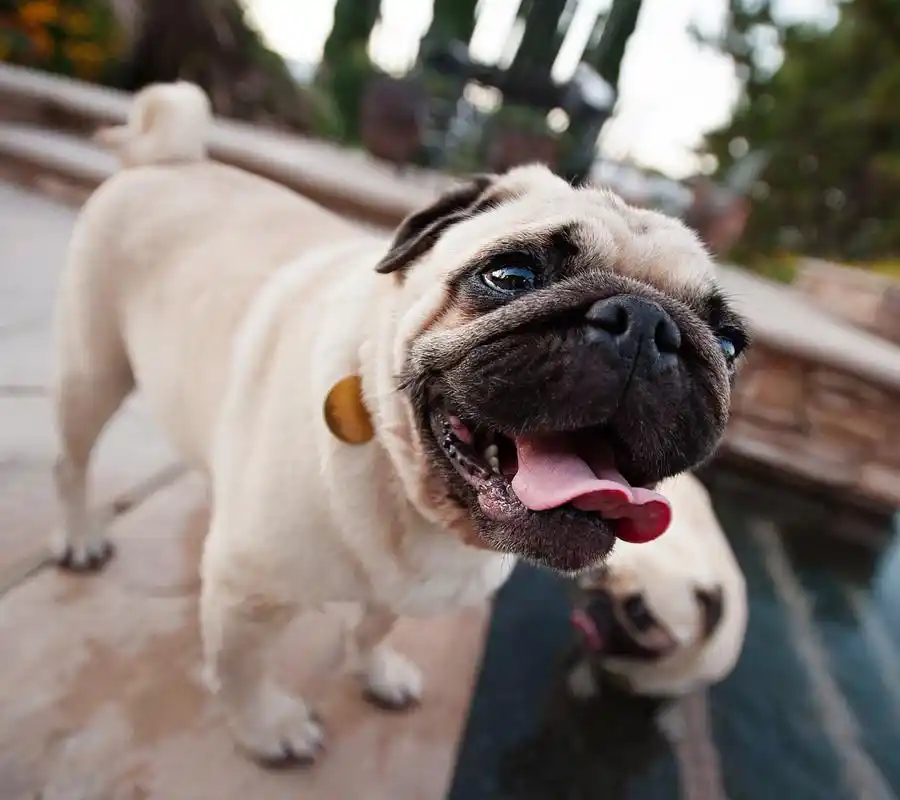 沙皮狗攻击性强吗?沙皮狗可以长多高