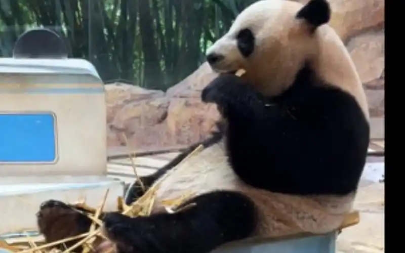 在广州长隆野生动物园看大熊猫三胞胎酷酷坐火车吃竹子
