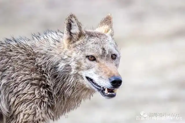 青藏高原生态摄影|玉树秘境「第1期」:高原野狼,野性十足!