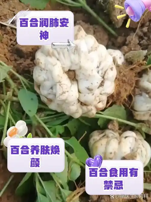 百合的功效与作用及禁忌