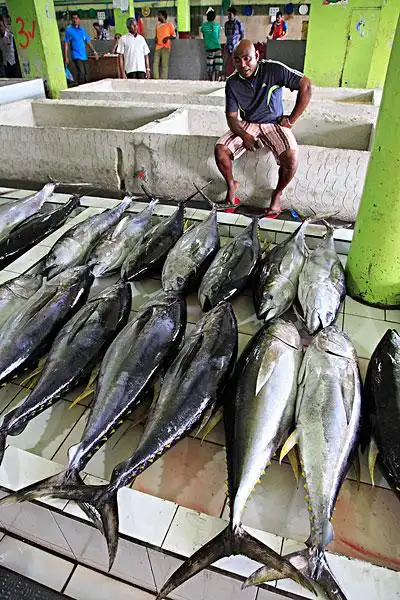 金枪鱼图片_图片大全