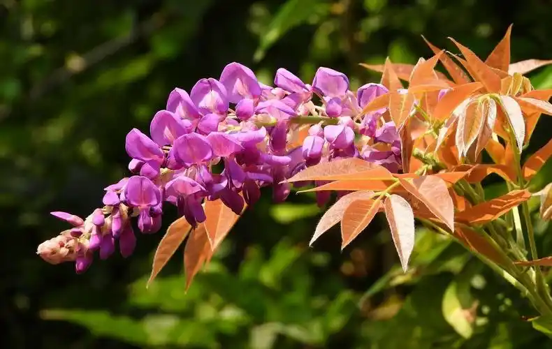 秋天里的紫藤花