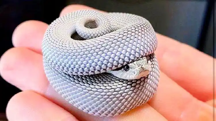 见过如此可爱的猪鼻蛇么