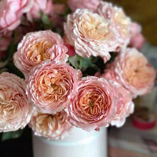 肯尼亚新品带花苞大花玫瑰朱丽叶塔开花植物花苗月季窗台盆栽花卉