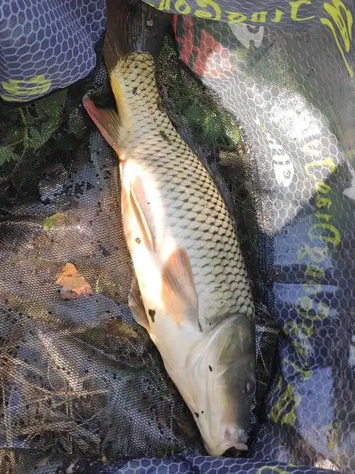 鲤鱼怎么做好吃,鲤鱼竟如此的聪明,机警(鲤鱼怎么做好吃 家常)