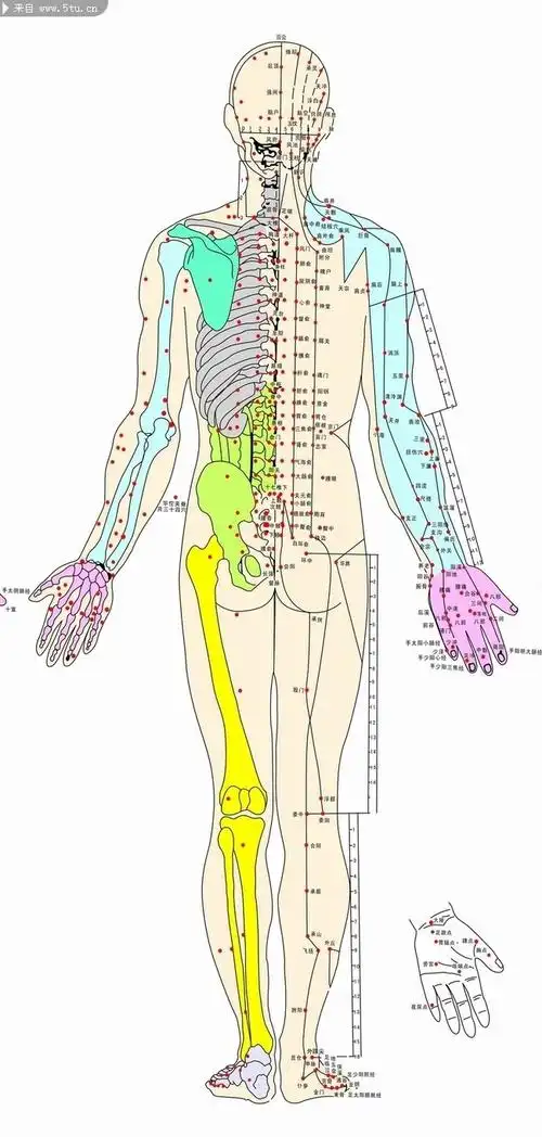 人体经络穴位大图