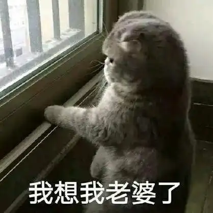 我想我老婆了 - 一组猫表情,喵喵_猫_喵星人_萌萌哒表情