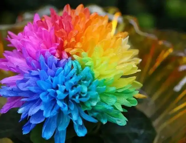 菊花有七种颜色,菊花有哪几种(七彩菊花艳丽多姿图片大赏)
