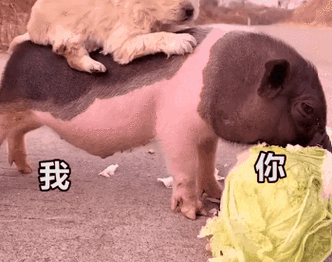 可爱沙雕表情包:老娘去找其他小哥哥了