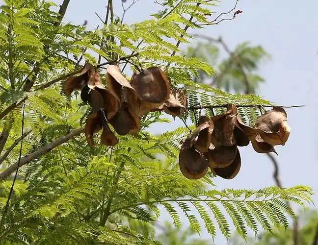 北半球冻成狗南半球美成仙被蓝花楹刷屏3年了