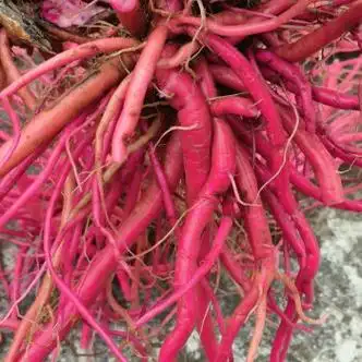 贵州野生红牛膝红牛克膝清热草药红土牛膝怀牛膝野生红牛克膝500g