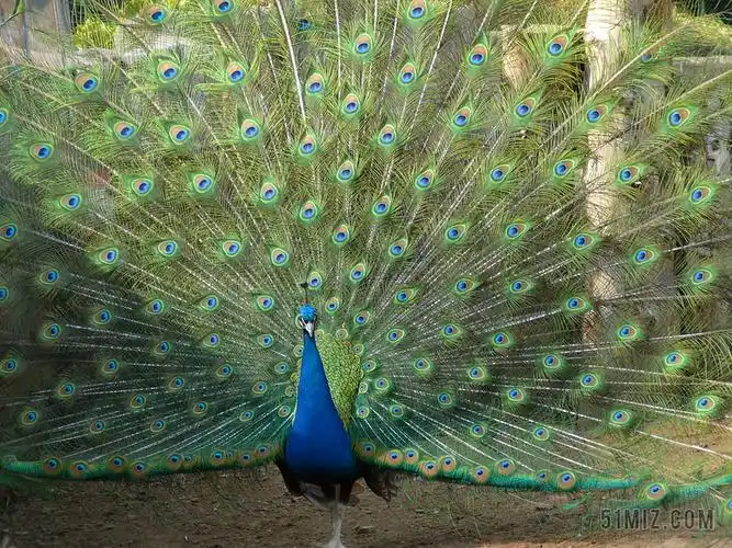 孔雀尾巴图片大全-孔雀尾巴高清图片下载-觅知网