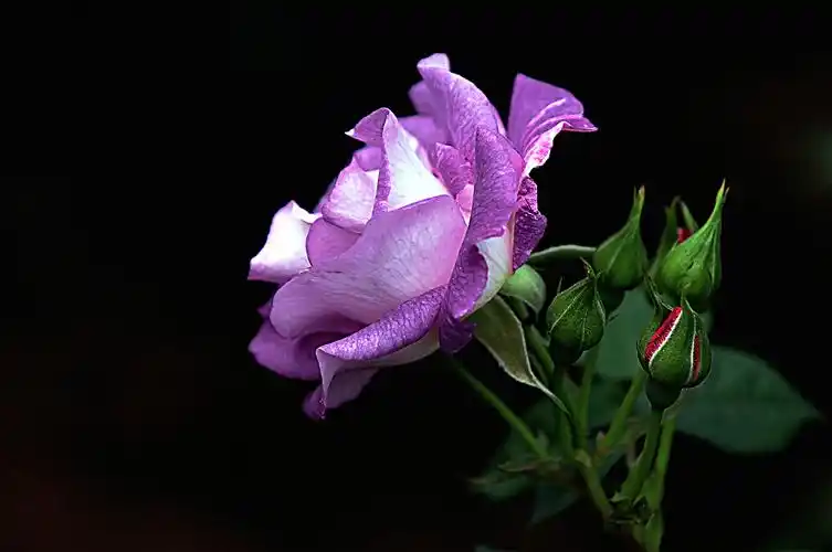 我的花儿---月季(二)