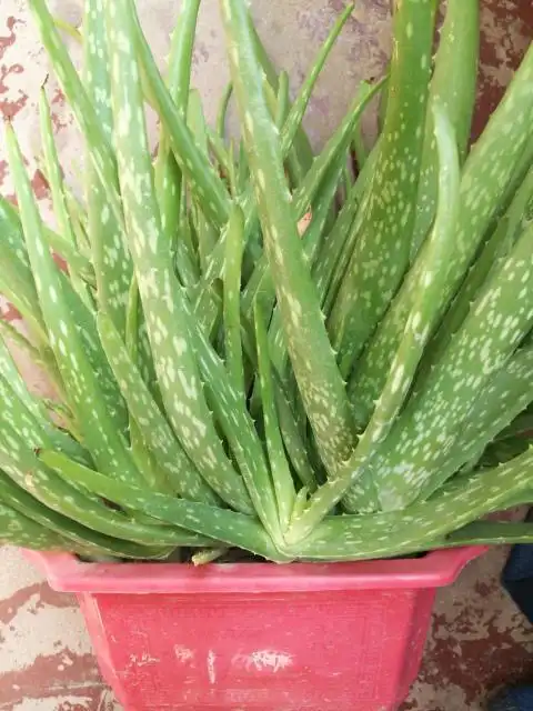 1.中华芦荟20种芦荟品种,不止有中华芦荟,其他的芦荟更好看还好养