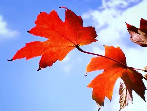 【秋之韵】枫叶红