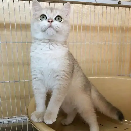 蓝金渐层英短英国短毛猫纯血统短毛猫咪英短蓝金渐层英短北京猫舍