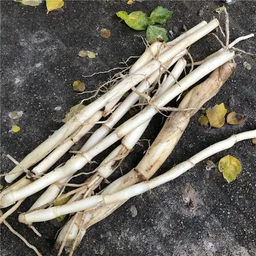 野生新鲜芦根芦茅根苇根芦头芦柴苇子根芦芽根其他药食同源食品
