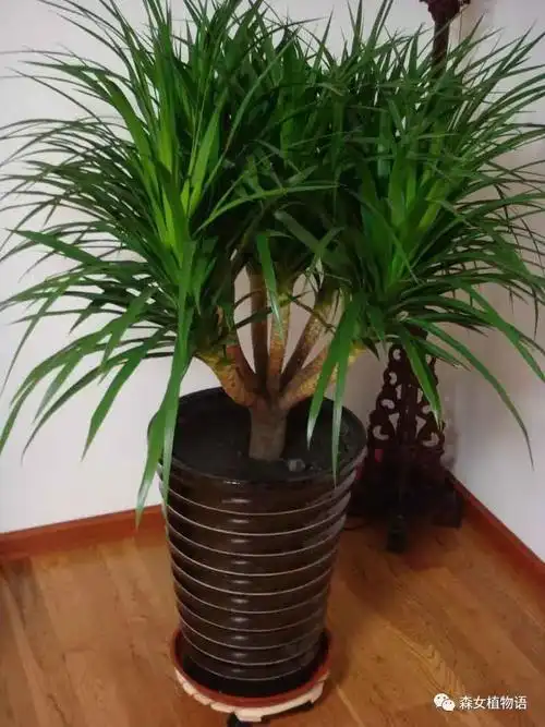 四大镇宅之树是哪四种(五树进宅,人穷家败,哪五种树) - 123植物网