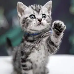 美短猫幼猫纯种虎斑猫活体宠物猫咪活物美国短毛猫美短加白起司猫