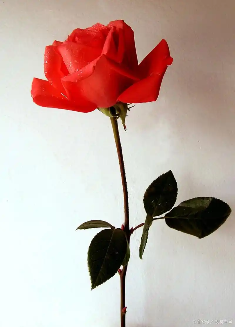 情人节送玫瑰花的真正含义,你知道了还送吗?