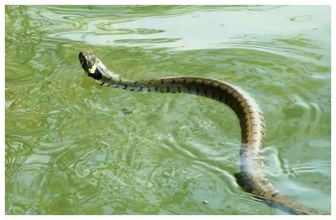 水蛇在佐治亚州受到保护.在其它地方,它们很常见,但没有真正的保护.