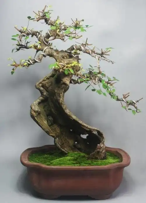 野外挖到一个树桩疙瘩,凹出造型价值高,看看叶子原来是榆树