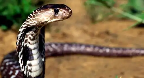 世界最大的蟒蛇