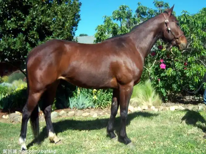 【最新】八年级语文上册 第五单元 第17课《汗血马》课件5_第5页