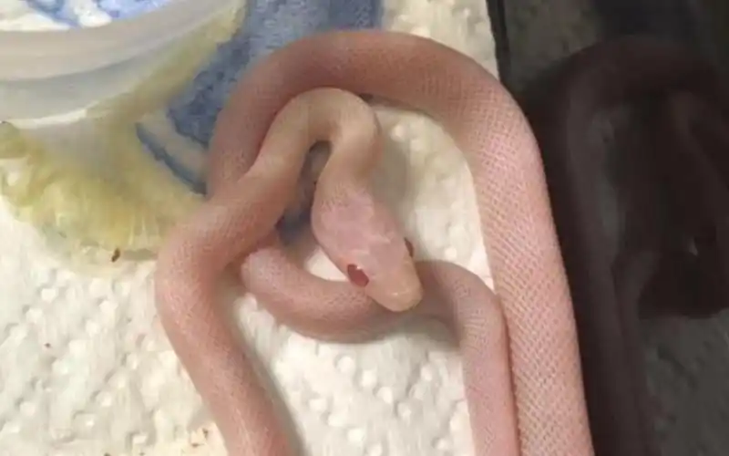 玉米蛇〗雪盲的开箱