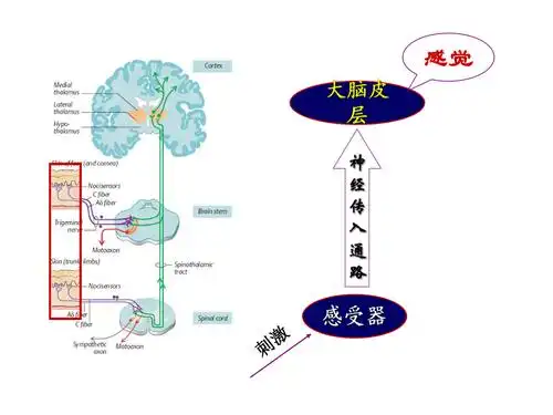 医学课件生理学感觉器官