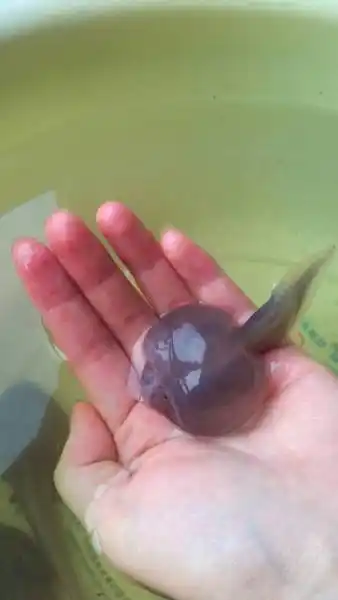 长大后就是蟾蜍 追问 但它是透明的哦!