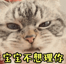 宝宝不想理你猫咪嘴巴搞笑gif动图_动态图_表情包下载_soogif
