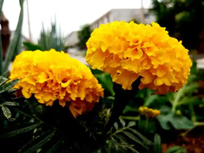 因臭得福,难得糊涂～瓣臭菊(手机原创)