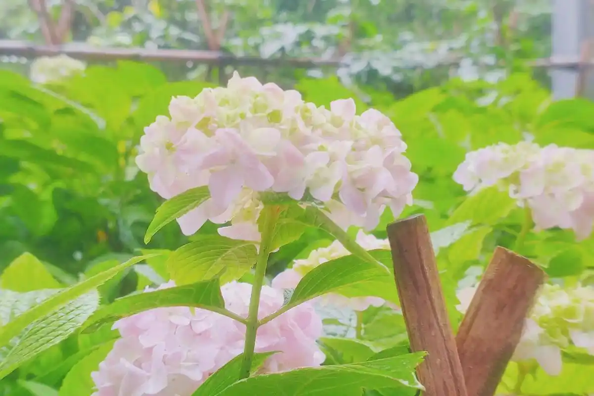 绣球花开 #照片 #治愈 #绣球  - 抖音