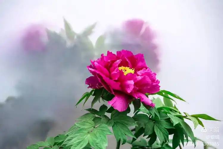 享有花中之王的牡丹,更显绚丽的色彩,用她那姿态优美的花容在百花丛中