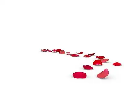 玫瑰花瓣掉在地上