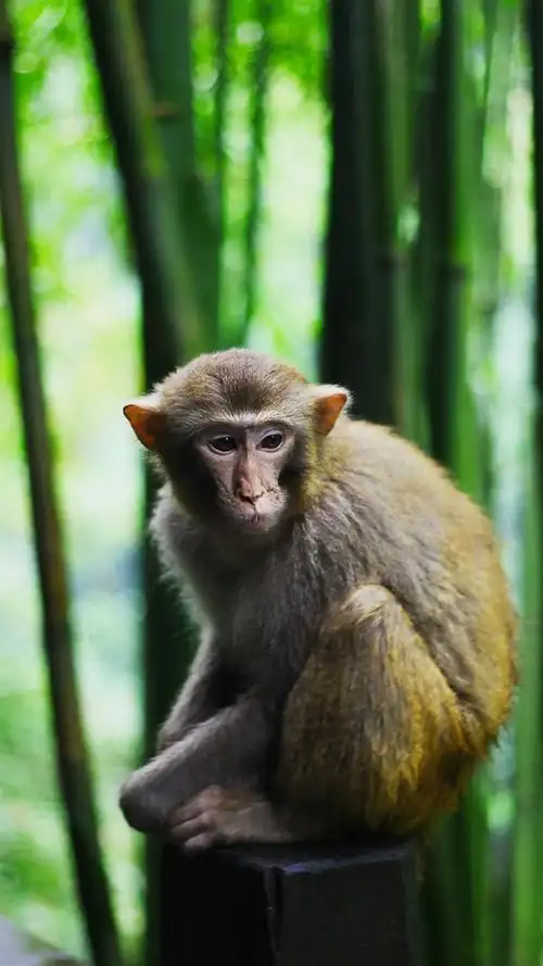 猴子,竹林 5k