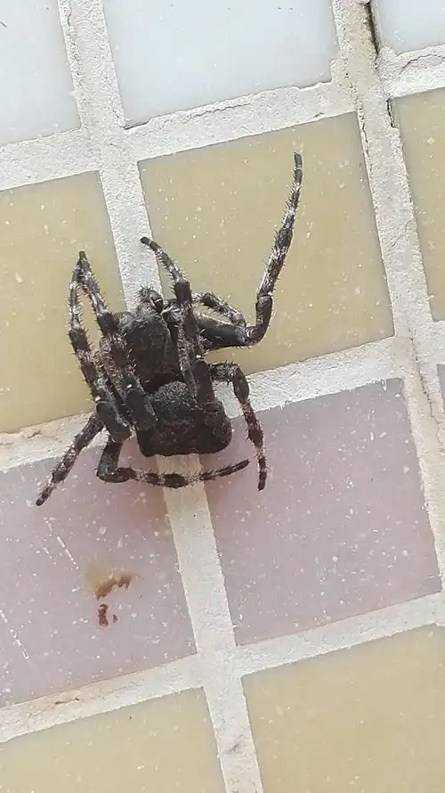 晚上看到蜘蛛是什么预兆