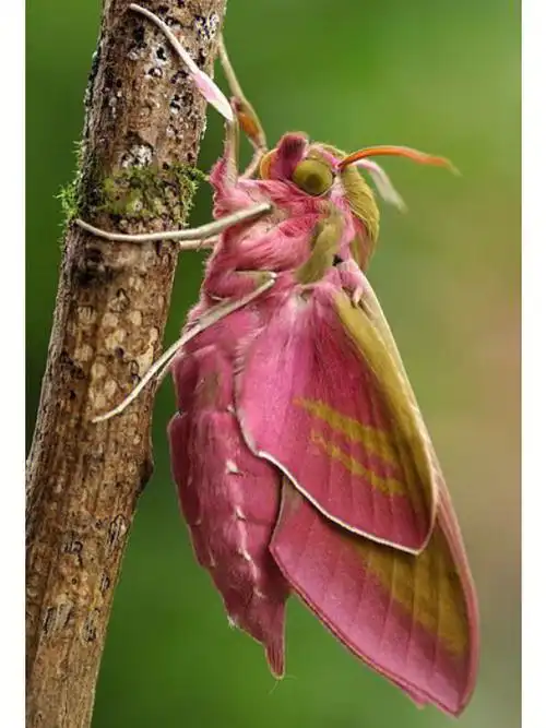 红天蛾好看极了