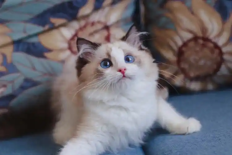 海豹双色布偶弟弟找新家