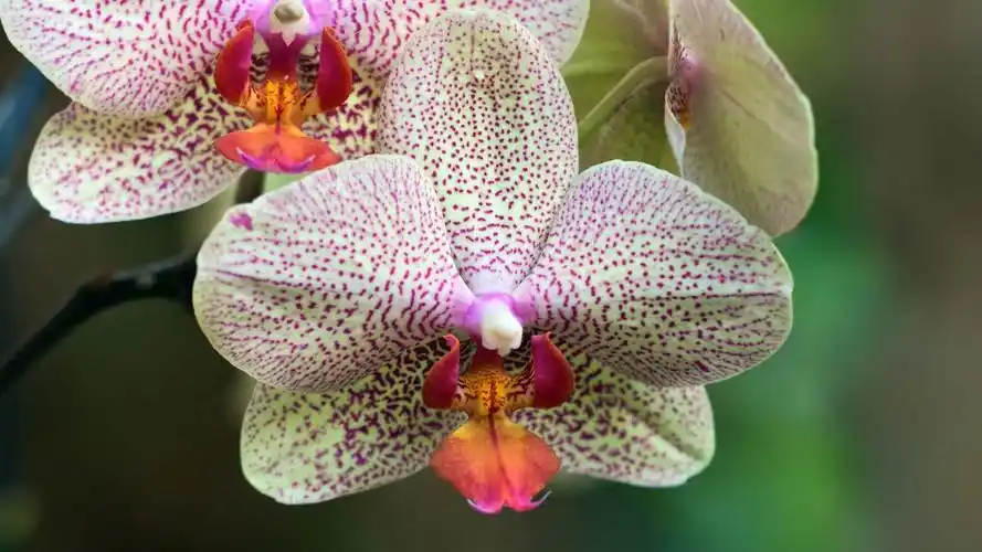 兰花的花-美丽的鲜花图片壁纸