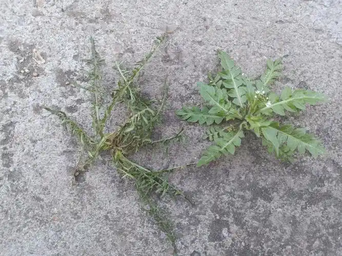 鉴别野菜荠菜婆婆丁