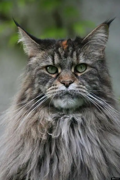 猫肖像猫缅因库恩动物摄影图片图片壁纸