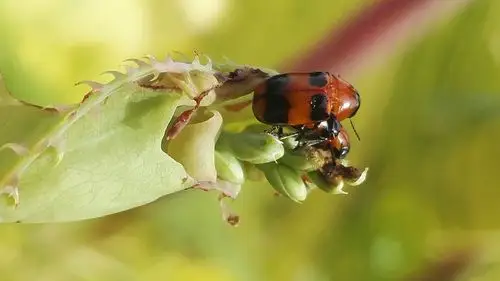 花甲虫"双人舞"表演