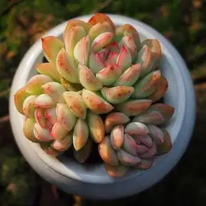 月影精灵多肉植物