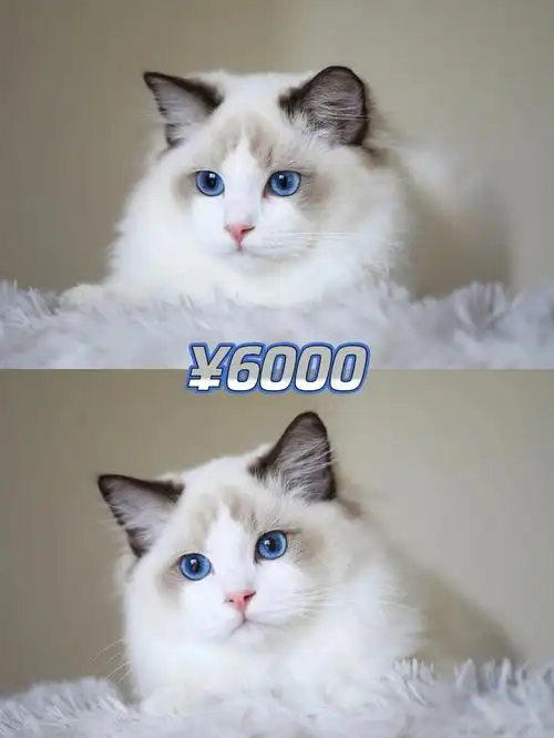 布偶猫传统系男孩lincoln已定新家