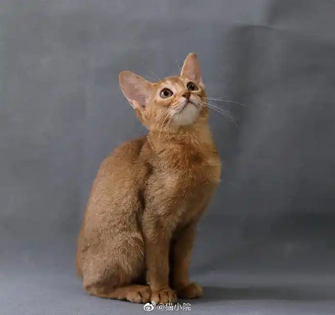 节#【猫小院·阿比西尼亚专区】猫小院自家繁育的红阿比宝宝高贵优雅