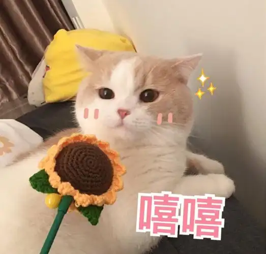 萌宠猫星人嘻嘻开心呆萌可爱gif动图_动态图_表情包下载_soogif